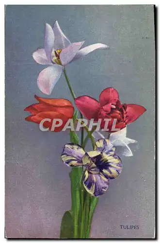 Cartes postales Fantaisie Fleurs Tulipes
