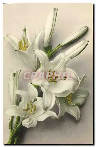 Cartes postales Fantaisie Fleurs