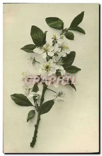 Cartes postales Fantaisie Fleurs