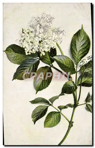 Cartes postales Fantaisie Fleurs