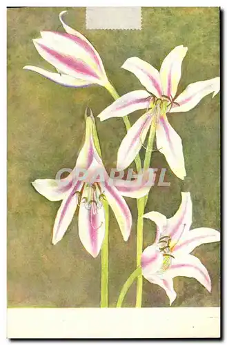 Cartes postales Fantaisie Fleurs