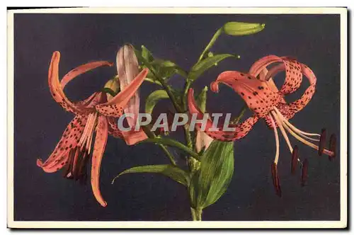 Cartes postales Fantaisie Fleurs