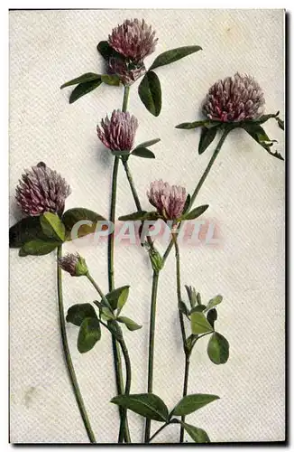 Cartes postales Fantaisie Fleurs