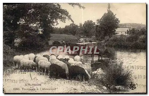 Cartes postales Folklore Auvergne Troupeau a l&#39abreuvoir