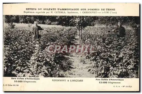 Cartes postales Publicite Effets du sulfate d&#39amnoniaque sur pommes de terre