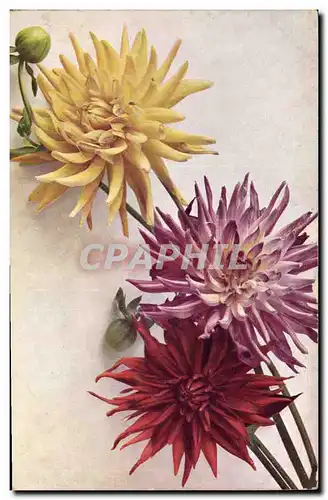 Cartes postales Fantaisie Fleurs Dhalia