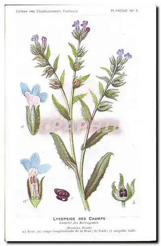 Cartes postales Fantaisie Fleurs Lycopside des champs Famille de sBorraginees Rameau fleuri