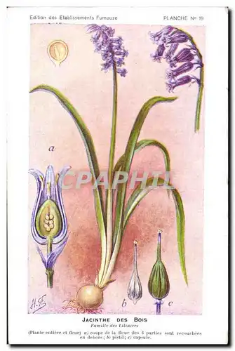 Cartes postales Fantaisie Fleurs Jacinthe des bois Famille des Liliacees