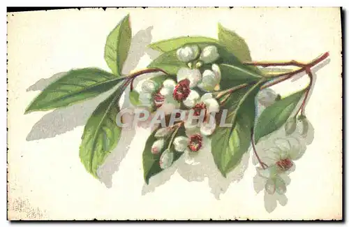 Cartes postales Fantaisie Fleurs