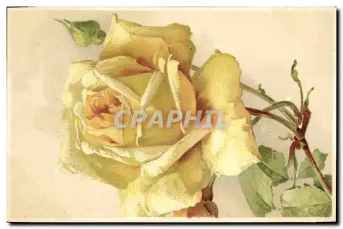 Cartes postales Fantaisie Fleurs Rose