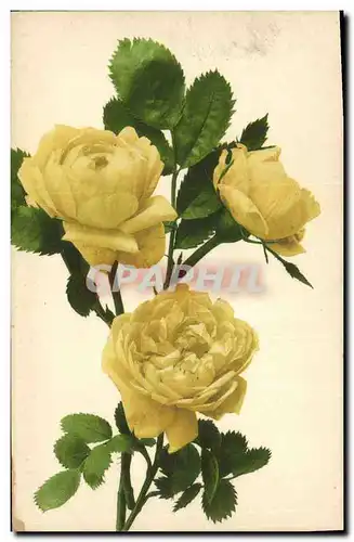 Cartes postales Fantaisie Fleurs