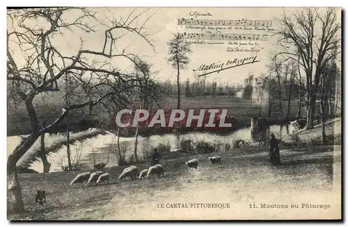 Cartes postales Folklore Cantal Moutons au paturage