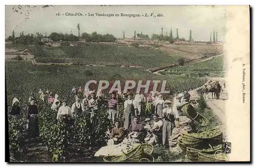 Ansichtskarte AK Vin Vendanges en Bourgogne Cote d&#39Or TOP