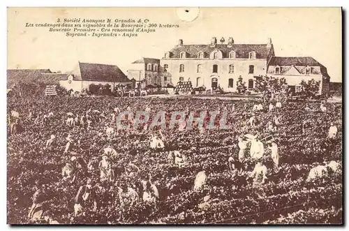 Ansichtskarte AK Vin Vendanges dans ses vignobles de la Bourraie Cru renomme d&#39Anjou