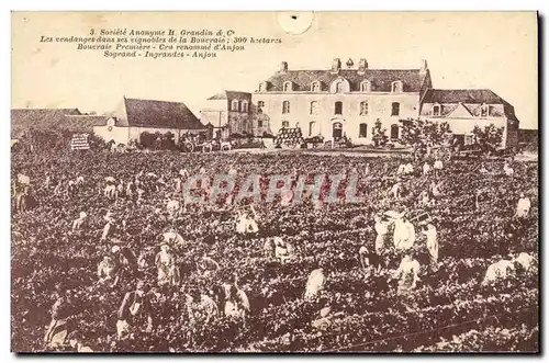 Cartes postales Vin Vendanges dans ses vignobles de la Bourraie Cru renomme d&#39Anjou