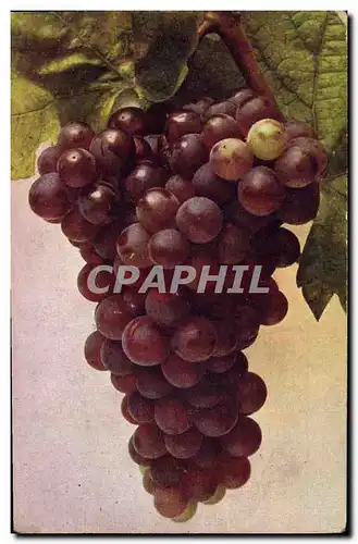 Ansichtskarte AK Vin Vendanges Vitis vinifere Wein Roter Malvasier