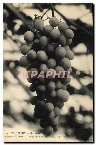 Cartes postales Vin Vendanges Thomery Serres Salomon Grappe de Bicane