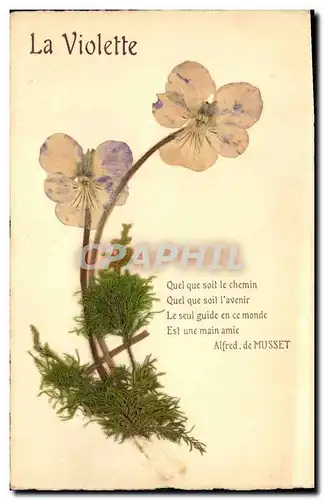 Cartes postales Fantaisie Fleurs sechees Violette