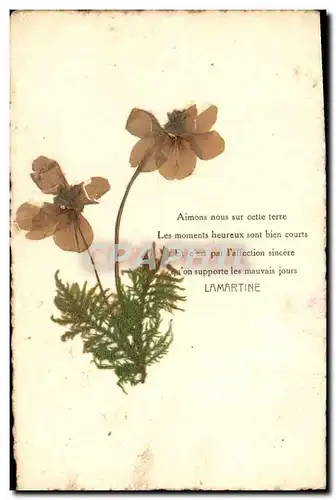 Cartes postales Fantaisie Fleurs sechees