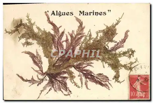 Cartes postales Fantaisie Fleurs sechees Algues marines