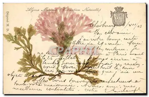 Cartes postales Fantaisie Fleurs sechees Algues marines Coloration naturelle