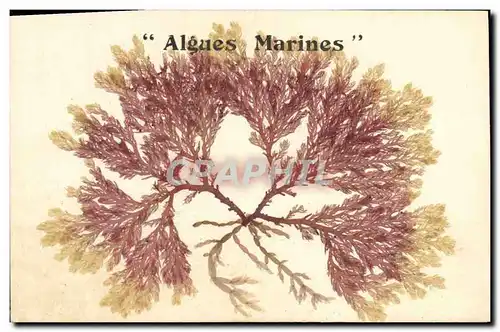 Cartes postales Fantaisie Fleurs sechees Algues marines