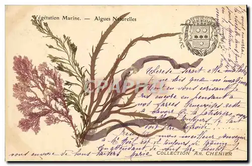 Cartes postales Fantaisie Fleurs sechees Algues naturelles