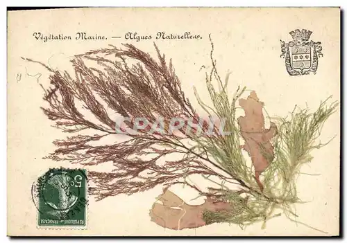 Ansichtskarte AK Fantaisie Fleurs sechees Algues naturelles