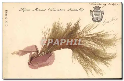 Cartes postales Fantaisie Fleurs sechees Algues marines