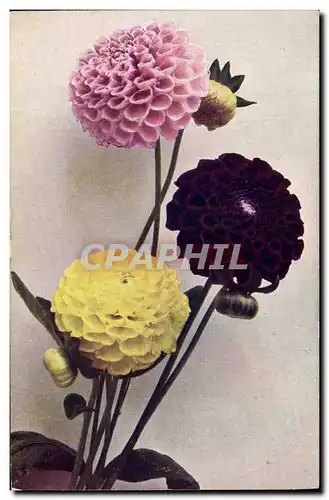 Cartes postales Fantaisie Fleurs Dahlia variabilis