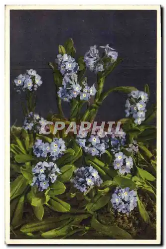 Ansichtskarte AK Fantaisie Fleurs Myosotis alpestris