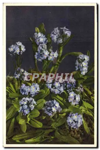 Cartes postales Fantaisie Fleurs Myosotis alpestris