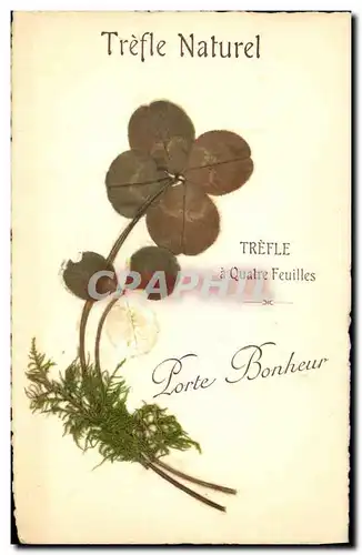 Cartes postales Fantaisie Fleurs sechees Trefle naturel