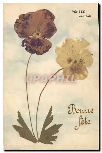 Cartes postales Fantaisie Fleurs sechees Pensee