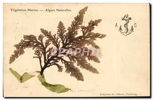 Cartes postales Fantaisie Fleurs sechees Algues naturelles