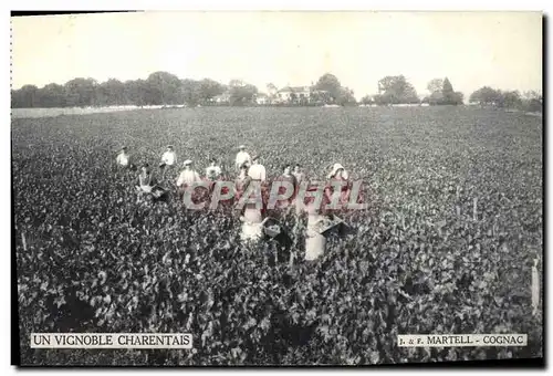 Cartes postales Vin Vendanges Un vignoble Charentais Martell Cognac