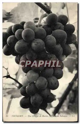 Cartes postales Vin Vendanges Thomery Une grappe de raisin Maison salomon