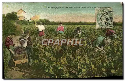 Cartes postales Vin Vendanges Les grappes et les coeurs se ceuillent aux vendanges