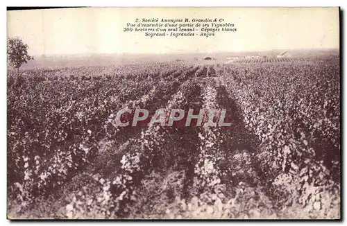 Cartes postales Vin Vendanges Grandin & Co Vue d&#39ensemble d&#39une partie de ses vignobles