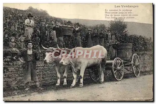 Cartes postales Vin Vendanges Boeuf