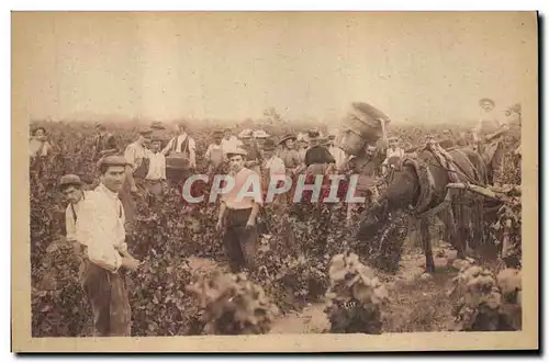 Cartes postales Vin Vendanges en Bourgogne