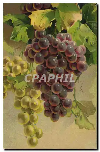 Cartes postales Vin Vendanges Raisins