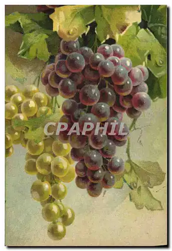 Cartes postales Vin Vendanges Raisins