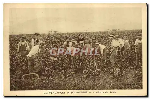 Ansichtskarte AK Vin Vendanges en Bourgogne Cueillette du raisin