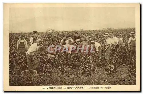 Cartes postales Vin Vendanges en Bourgogne Cueillette du raisin