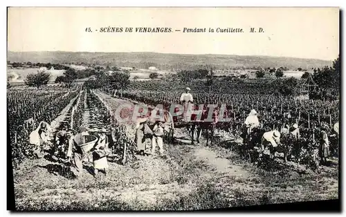 Cartes postales Vin Vendanges Pendant la cueillette