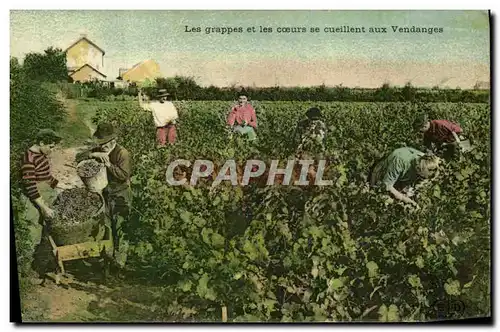 Cartes postales Vin Vendanges Les grappes et les coeurs se cueillent aux vendanges