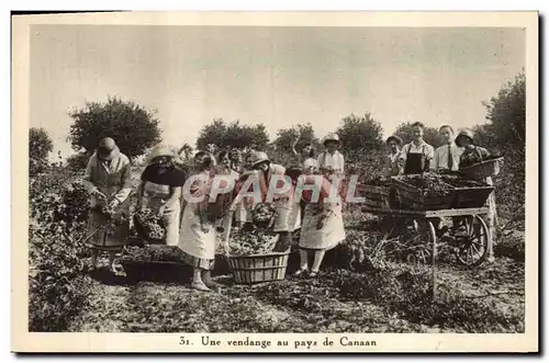 Cartes postales Vin Vendanges Une vendange au pays de Canaan