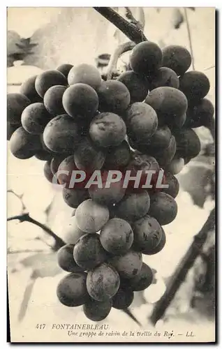 Cartes postales Folklore Vin Vendanges Fontainebleau Une grappe de raisin de la treille du Roy