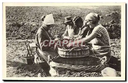 Ansichtskarte AK Folklore Vin Vendanges Mailly Champagne La Clayette